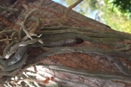 Orchid Root Tip is Black