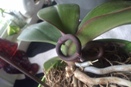 Phal Spike Growing Back onto Itself