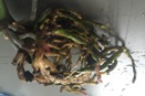White Bugs in Drainage Saucer