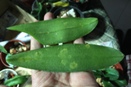 Yellow Rings on Phalaenopsis