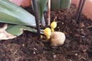 Mushrooms Growing in Potting Mix