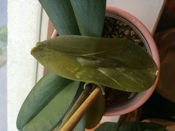 Water Filled Leaf