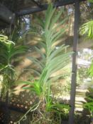 Separate Keikis from Vanda
