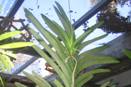 Separate Keikis from Vanda