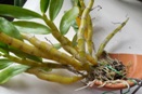 Yellowing Pseudobulbs on Nobile Dendrobium