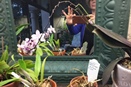 Too Long Phal Flower Spike