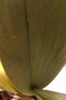 Bulls Eye Spots on Leaves