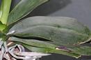 Dripping Sticky Stuff from Phal