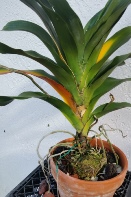Angraecum Leaves Yellowing