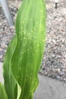 Spots on Catasetinae Leaves