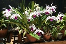 Laelia purpurata