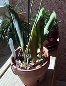 Psychopsis Leaf Yellowing from Base