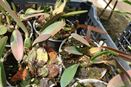 Progressive Rot on Pseudobulbs