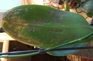 Oozing Spot on Phalaenopsis