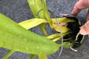 Yellow Cattleya Leaf