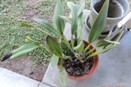 Cattleya Leaves Are Blackening