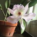 Upside Down Flower