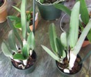 Two leaves on the unifoliate B. digbyana