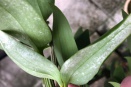 Silvered Dendrobium Leaves