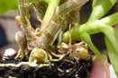Juvenile Scale on Dendrobium Cane
