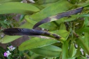 Black Streaks on Cattleya