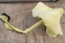 White Filamentous Growth on Bark