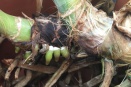 Repot Cattleyas When New Roots are First Forming