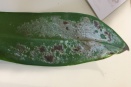 Phal Leaf Markings