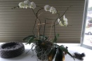 Spots Spreading on Phalaenopsis