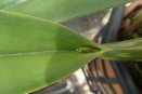 Is This a Bud?