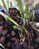 New Cattleya Lead Rotting