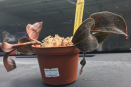 Jewel Orchid
