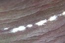 Mealybugs on Cattleya