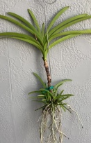 Problem Vanda