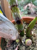 Catasetum Bulb Rotting