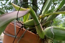 Lush, Weak New Growth