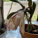 Cattleya Flower Blasted