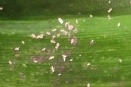 Little White Bugs