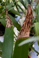 Was Dendrobium Overwatered