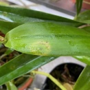 Cercosporoid Fungus on Cattleya