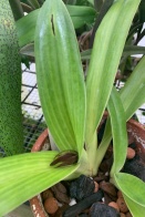Paph Flower Rotting