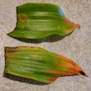 Broad Mite Damage Hard to Diagnose