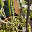 Reddish Brown Markings on Brassavola Nodes
