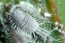 Mealybugs on Cattleya