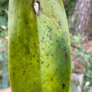Possible Virus