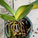 Phalaenopsis Leaves Yellowing