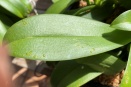 Hard, Clear Bubbles on Phal Leaves