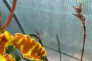 Pyschopsis Flower Bud Damaged