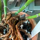 Cattleya Not Rooting after Repotting