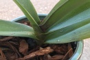 Leaves Have What Looks Like Scale